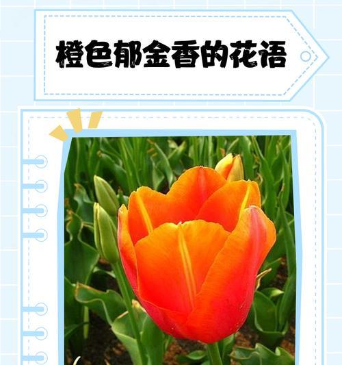蓝色和橙色花的花语寓意是什么？蓝橙色花的花语有哪些？