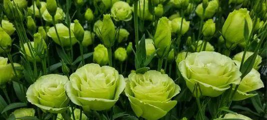 绿色花的寓意是什么？绿色花语代表什么？