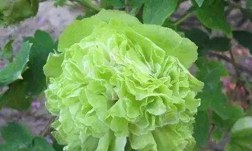 绿色花的寓意是什么？绿色花语代表什么？