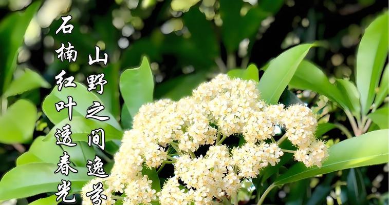绿色花的寓意是什么？绿色花语代表什么？