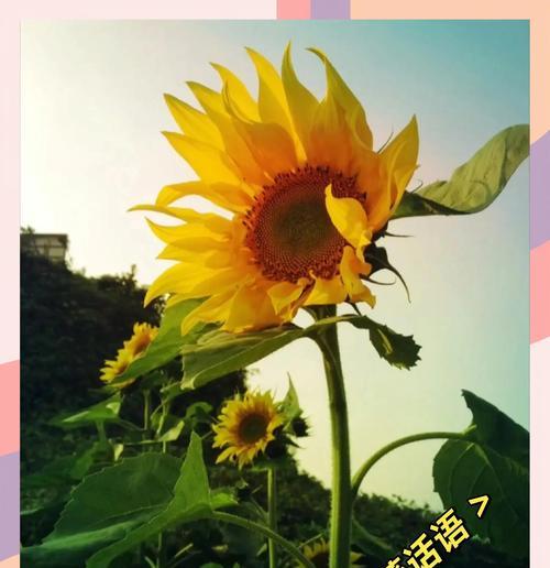 向阳花是什么颜色？它的寓意和花语是什么？