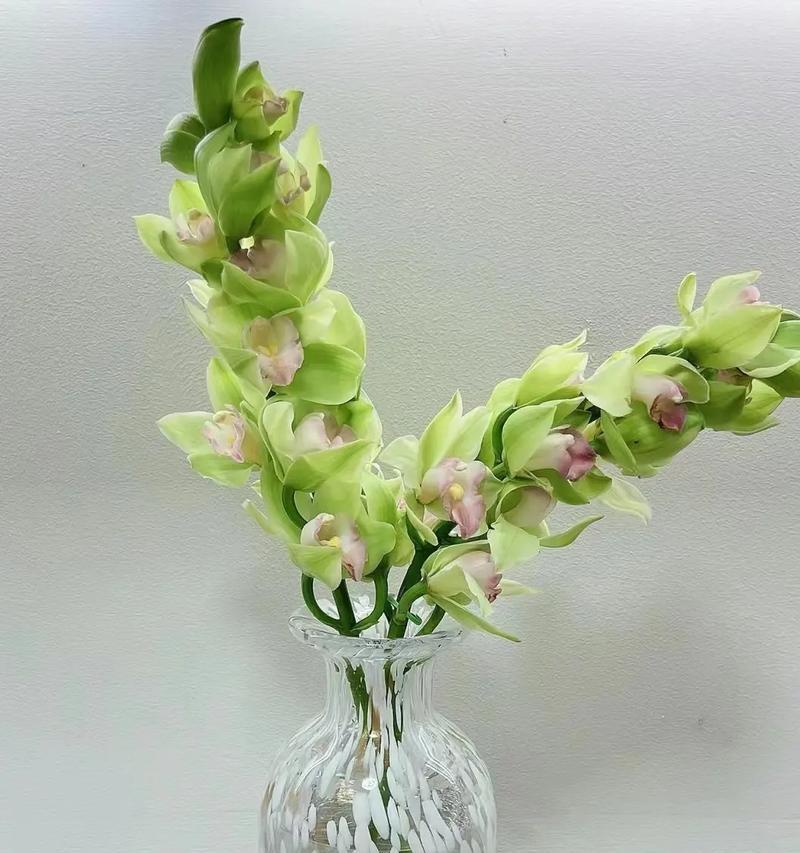 春节适合摆放哪些寓意升华的花？它们的含义是什么？