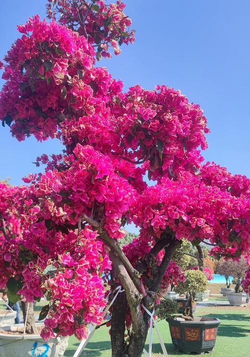 春节适合摆放哪些寓意升华的花？它们的含义是什么？