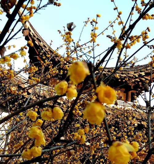 春节适合摆放哪些寓意升华的花？它们的含义是什么？