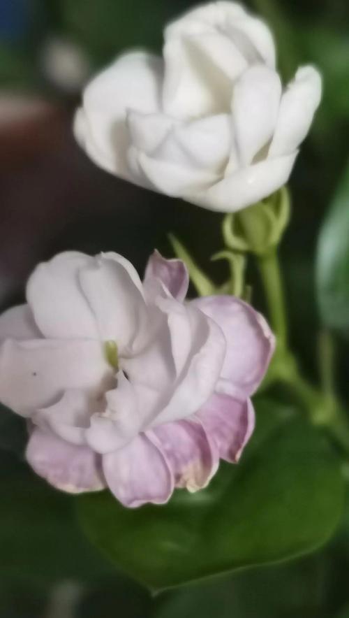 灯笼花的吉祥寓意是什么？