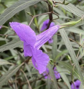 紫色芙蓉花代表的意义是什么？有何文化内涵？