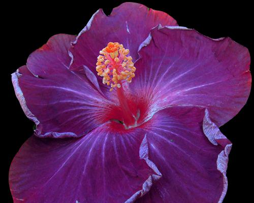紫色芙蓉花代表的意义是什么？有何文化内涵？