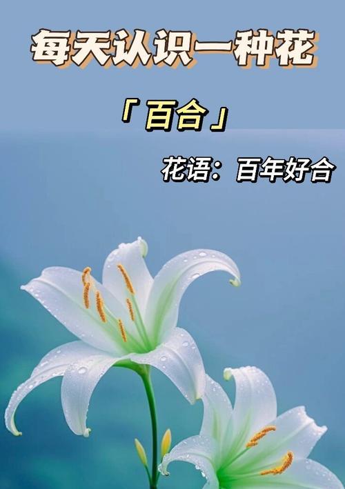 黄色花朵寓意何在？适合哪些场合赠送？
