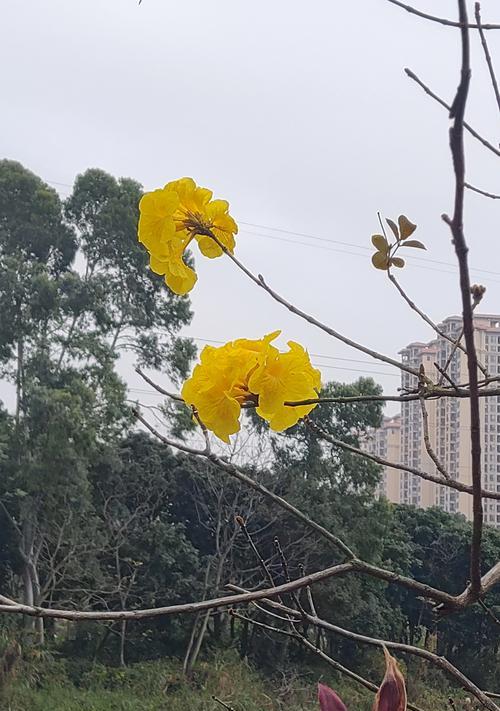 黄色花朵寓意何在？适合哪些场合赠送？