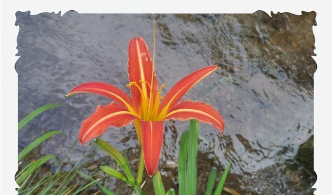 萱草花寓意着什么？萱草花与爱情的关系是什么？