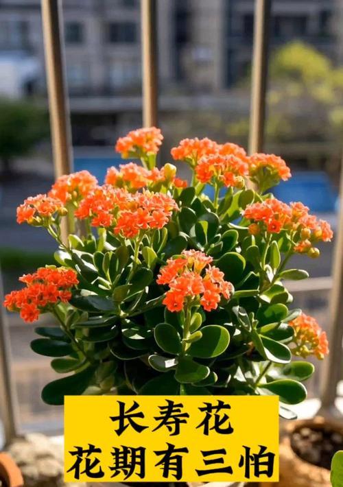 长寿花有什么作用？它的意义是什么？