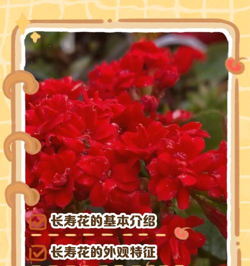 长寿花有什么作用？它的意义是什么？