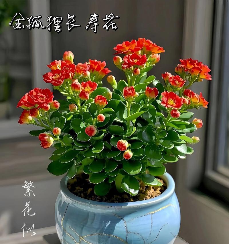 长寿花有什么作用？它的意义是什么？