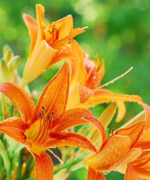 菊色百合花寓意是什么？
