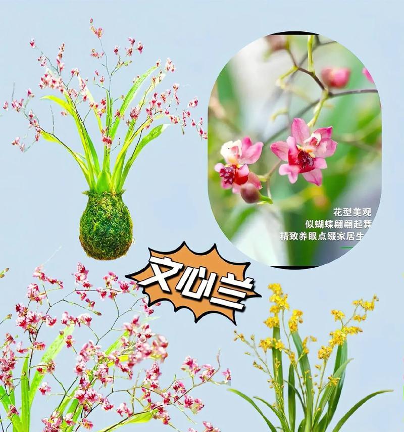 白如意花的寓意是什么？它在花语中承载了哪些祝福？