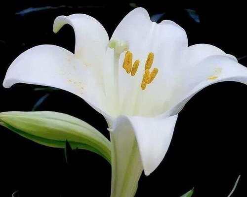 白如意花的寓意是什么？它在花语中承载了哪些祝福？