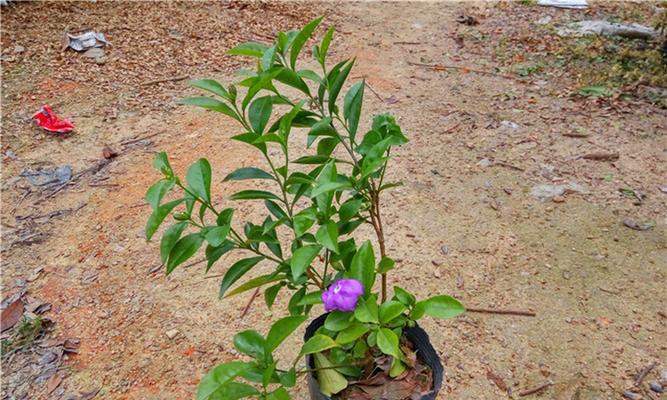 双色茉莉花代表了哪些美好寓意？