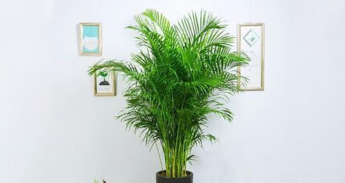 如意花屋代表了什么？