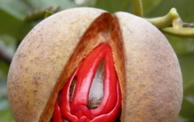 如意花屋代表了什么？