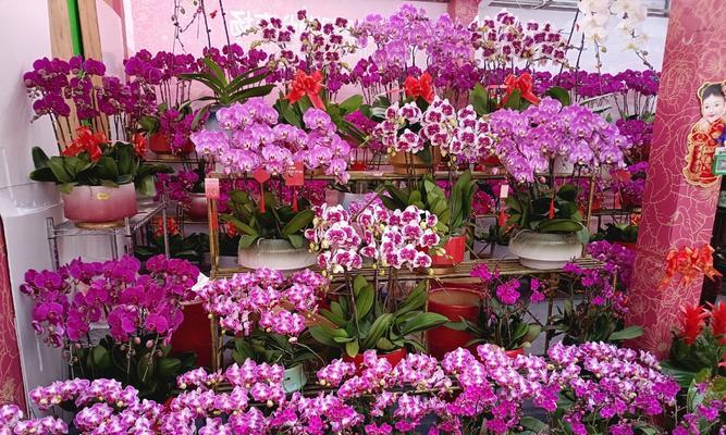 哪些花象征爱情美满？它们的寓意是什么？