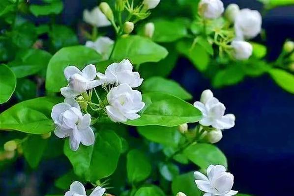 东方文化中哪些花象征邪恶？这些花的花语是什么？
