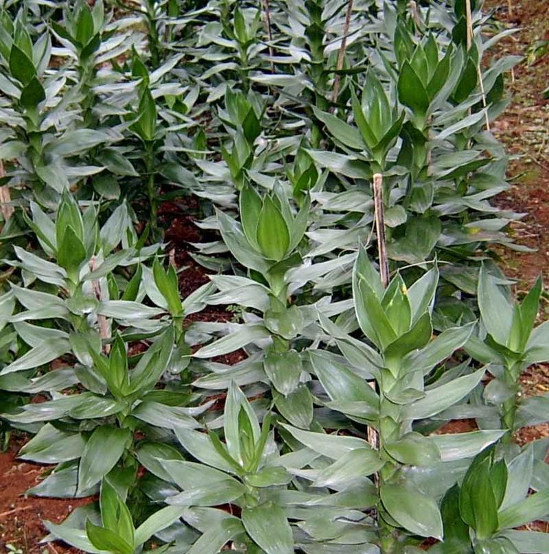 盘花寓意节节高升吗？盘花的寓意是什么？
