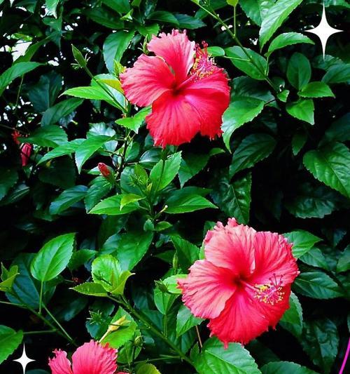 哪种花象征着光明和幸福？它的花语是什么？