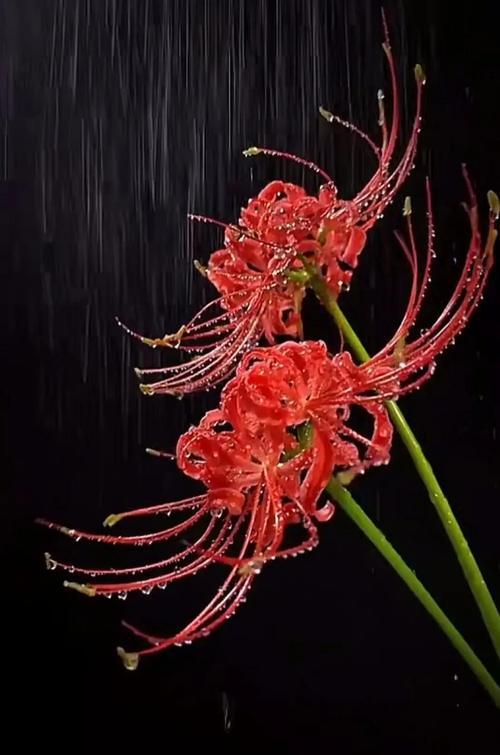 哪种花象征爱情的开始？它的花语是什么？