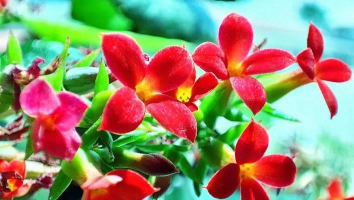 哪种花象征好运？送花时选择好运花的寓意是什么？