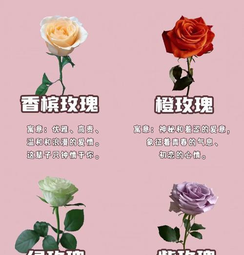 黄色茉莉花代表什么？黄色茉莉花的花语有哪些？