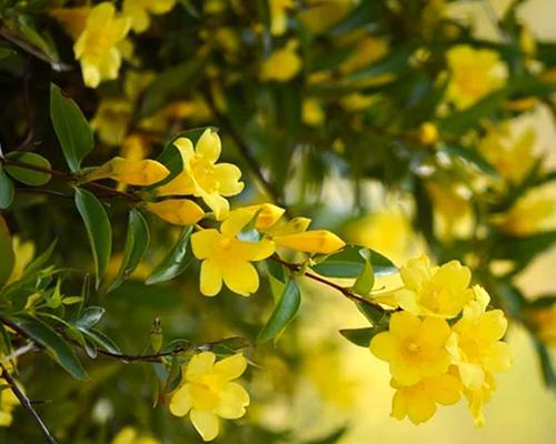 黄色茉莉花代表什么？黄色茉莉花的花语有哪些？