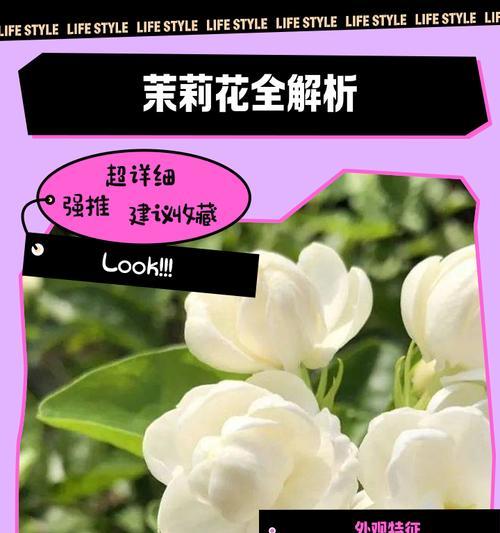 黄色茉莉花代表什么？黄色茉莉花的花语有哪些？