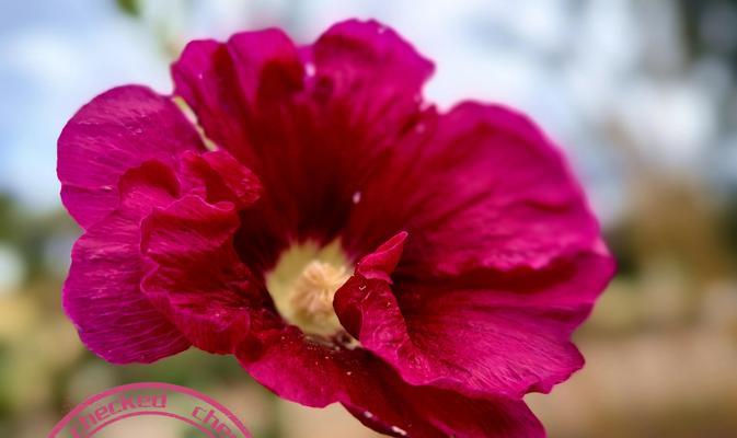 端午节收到花绒代表什么？花绒在端午节的寓意是什么？