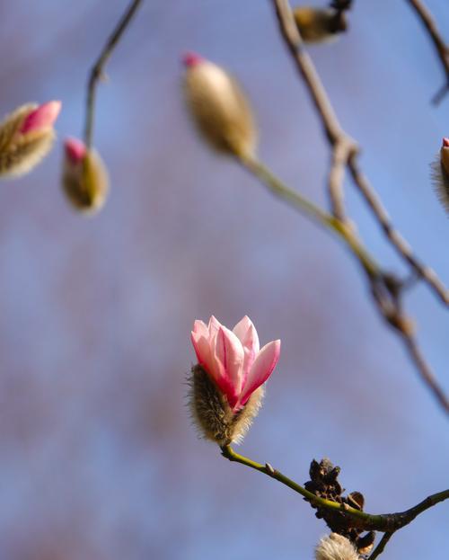 春天老人寓意的花是什么？c春天老人花的寓意有哪些？