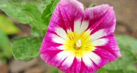 三色旋花的寓意是什么？戒指白色花的寓意是什么？