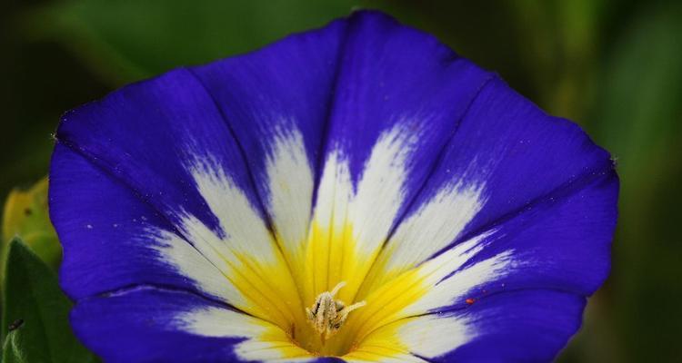 三色旋花的寓意是什么？戒指白色花的寓意是什么？
