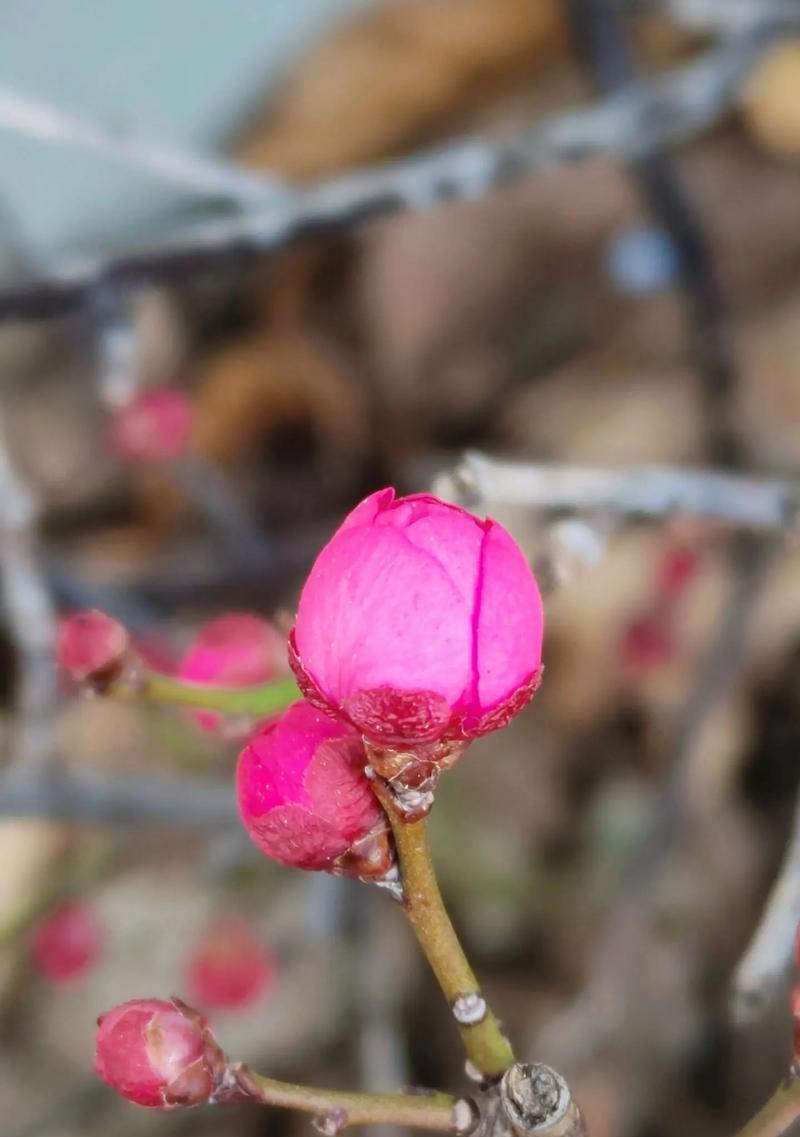 红梅浪漫花语大全有哪些？如何挑选合适的红梅？