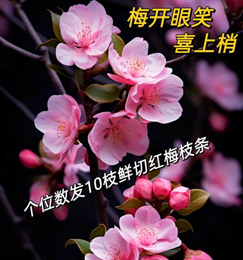 红梅浪漫花语大全有哪些？如何挑选合适的红梅？