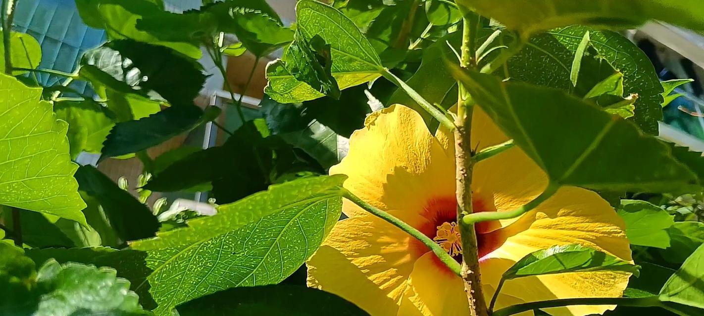 黄色扶桑花代表什么？它的花语是什么？