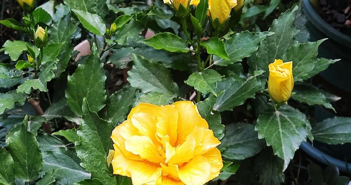 黄色扶桑花代表什么？它的花语是什么？