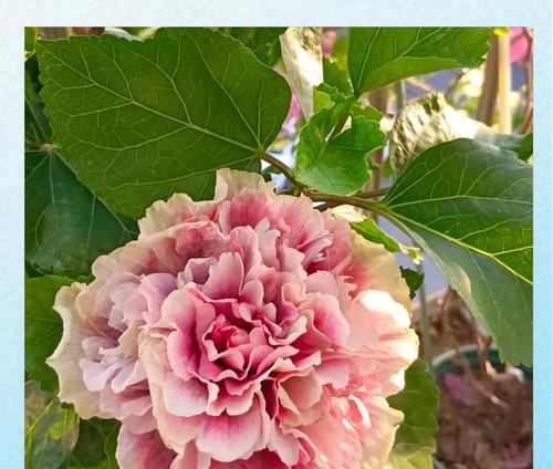 黄色扶桑花代表什么？它的花语是什么？