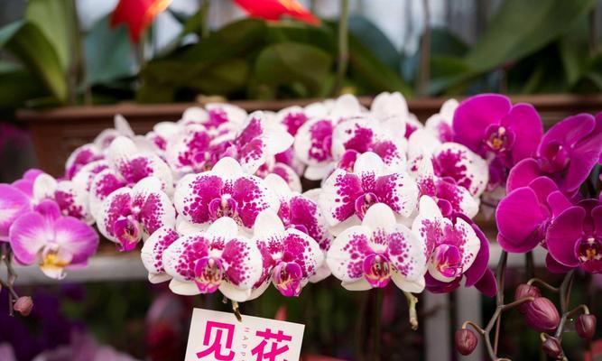 春节象征意义的花有哪些？它们代表什么？