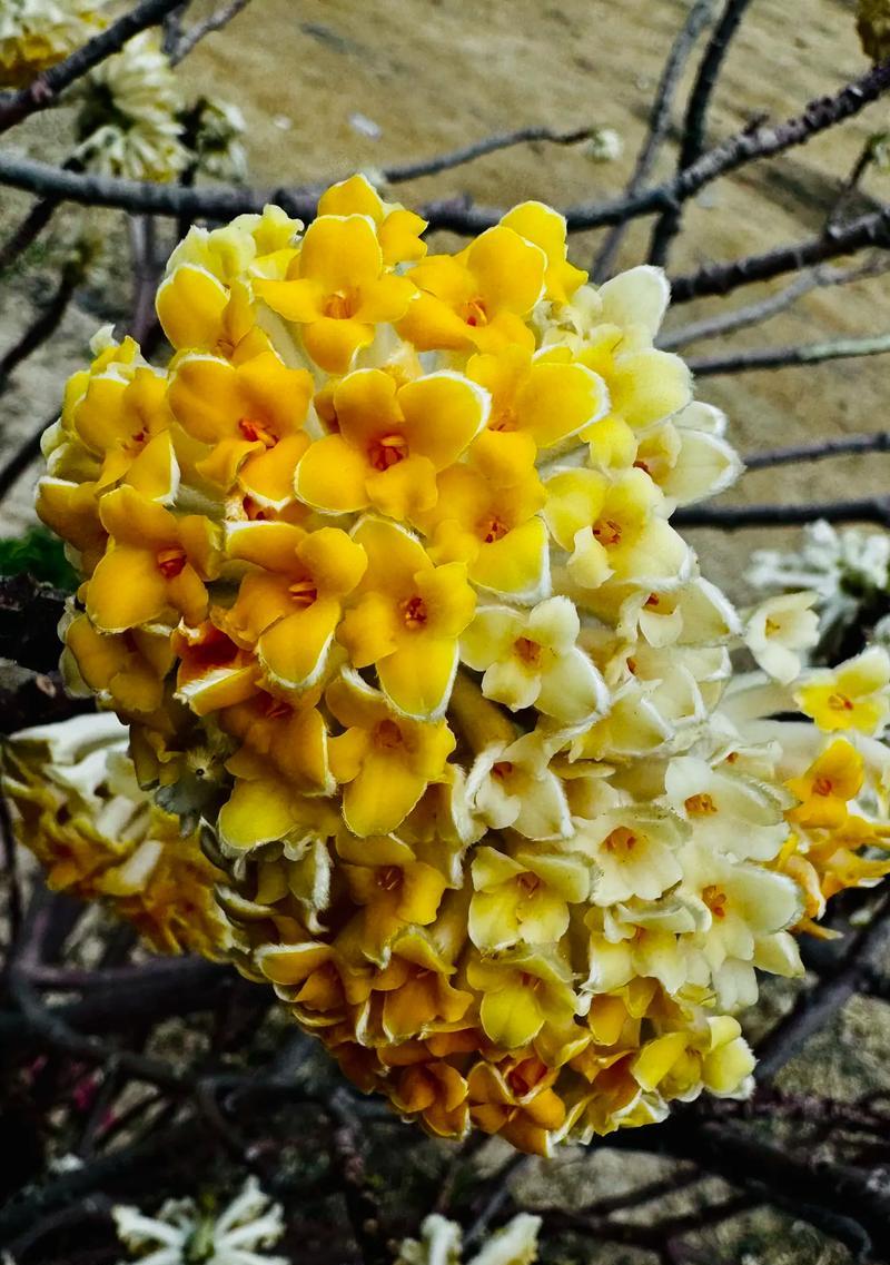 春天有哪些花象征爱情和幸运？爱情和幸运的花语是什么？