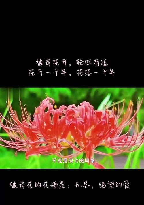 春天有哪些花象征爱情和幸运？爱情和幸运的花语是什么？