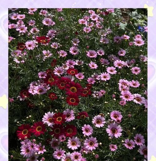 玛格丽花各颜色分别代表什么？