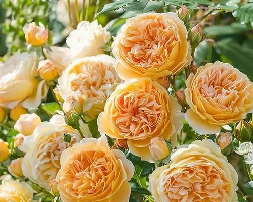 玛格丽花各颜色分别代表什么？