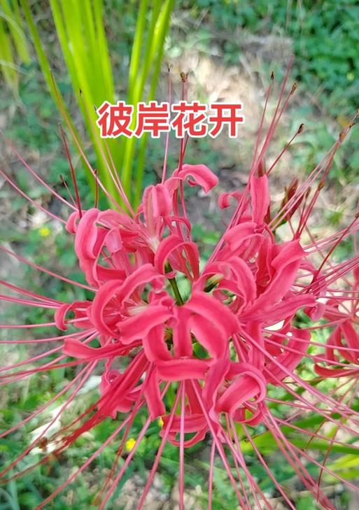粉色彼岸花代表了什么？它们的寓意是什么？