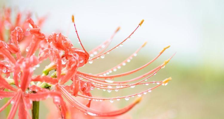 粉色彼岸花代表了什么？它们的寓意是什么？