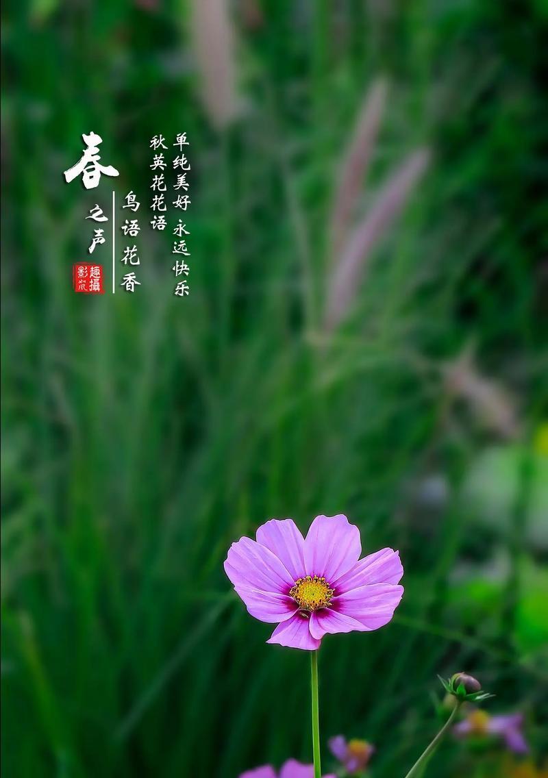 哪种花象征健康和快乐？