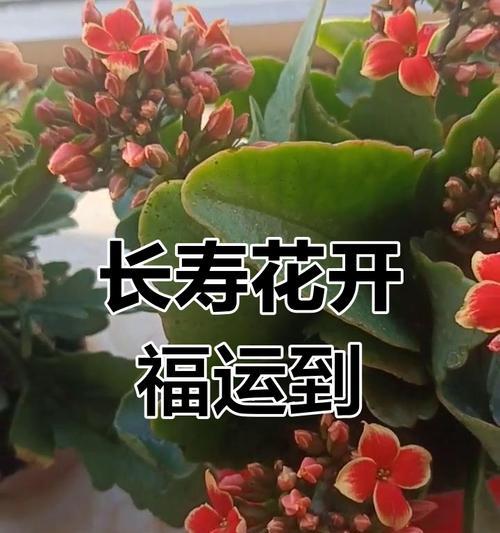 哪种花象征健康和快乐？
